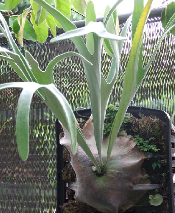 Platycerium Veitchii
